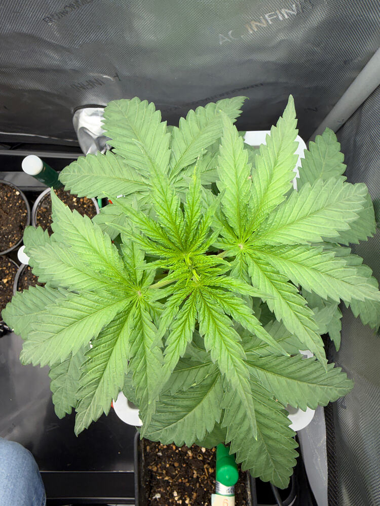 Growreport Bild 1