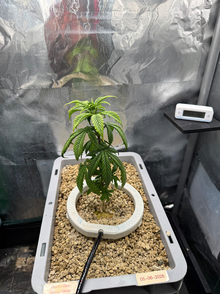 Growreport Bild 8