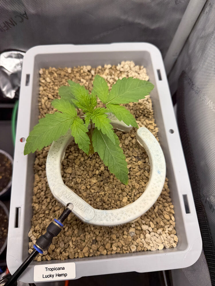 Growreport Bild 8
