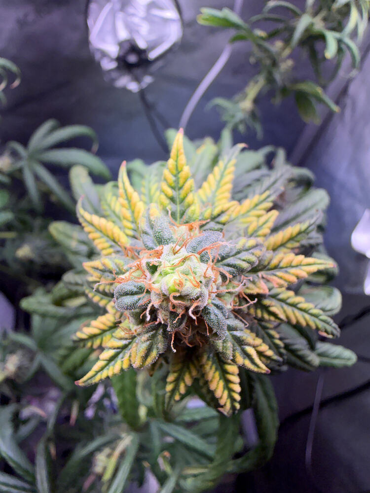 Growreport Bild 3