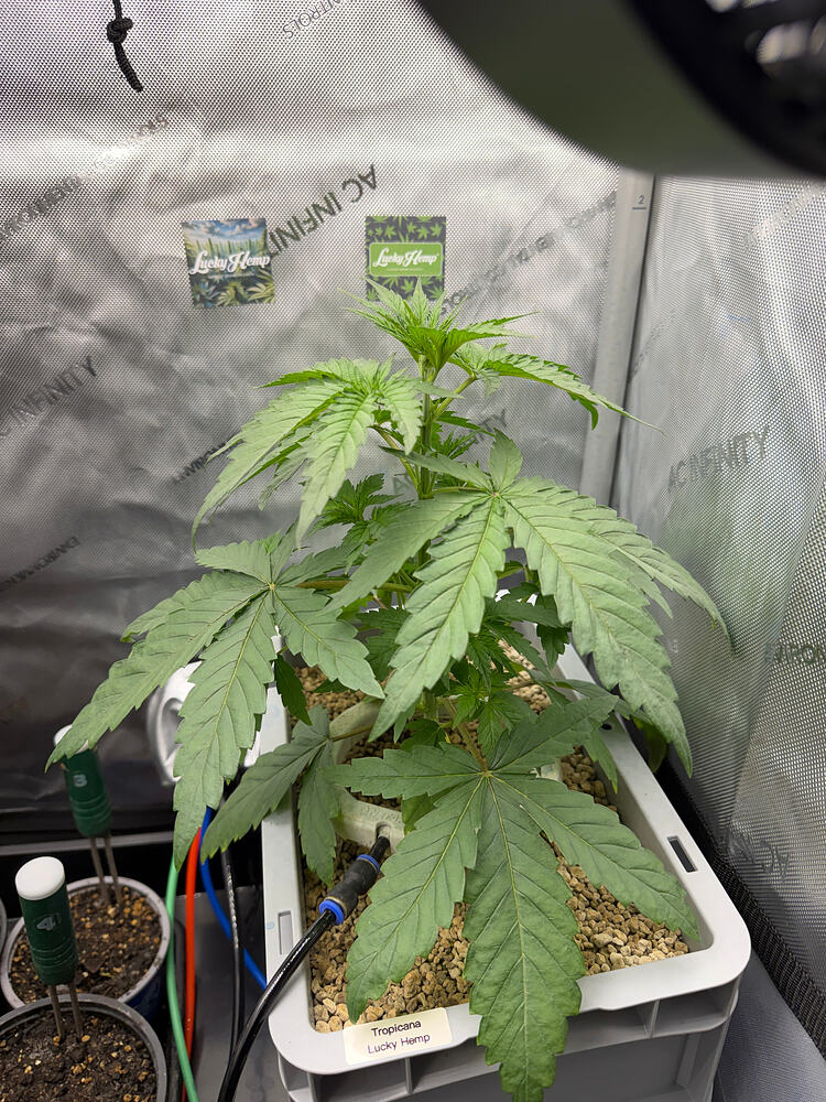 Growreport Bild 2
