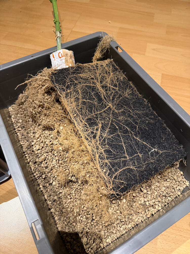 Growreport Bild 1