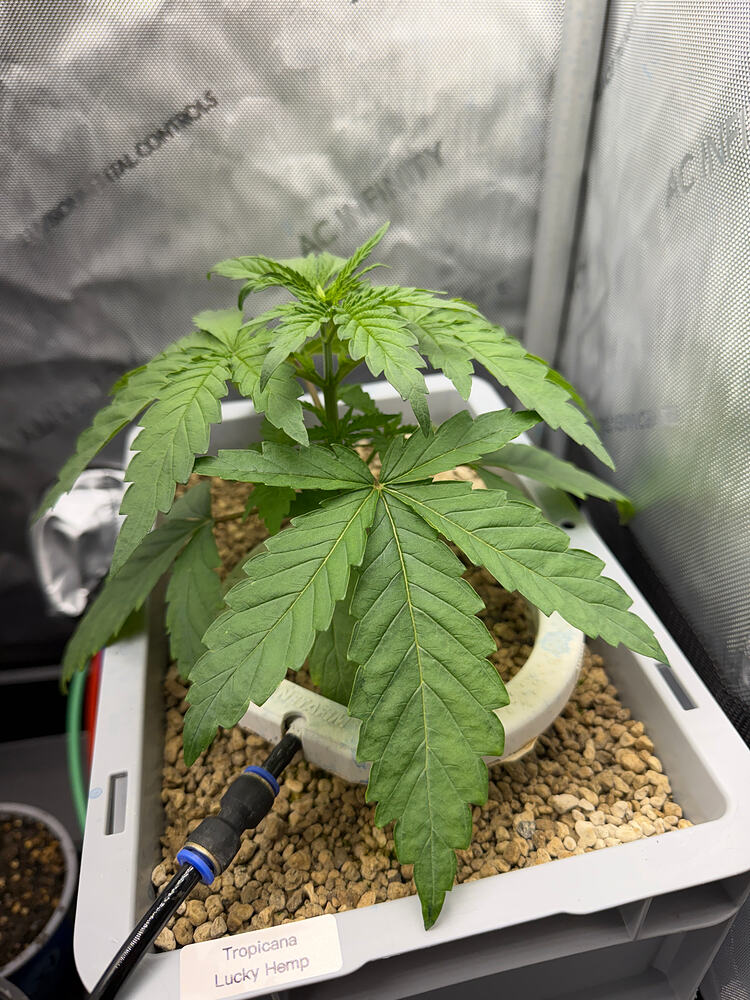 Growreport Bild 7