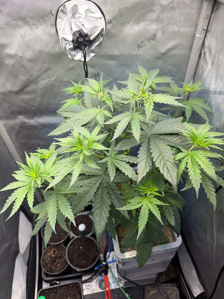Growreport Bild 4