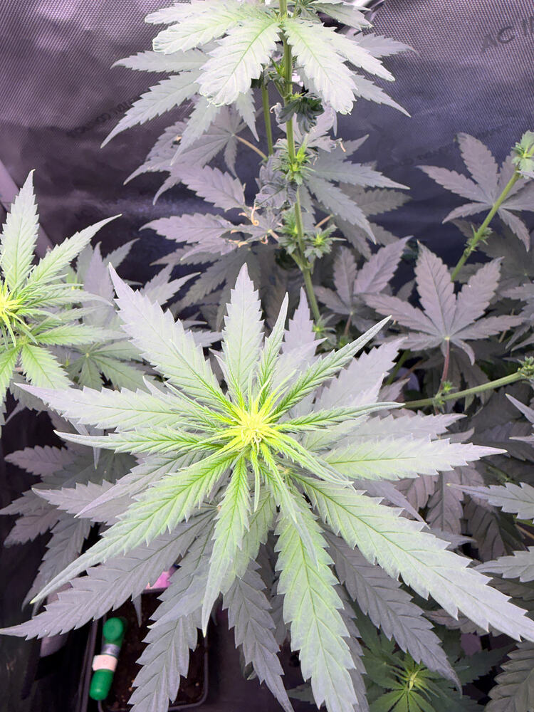 Growreport Bild 3