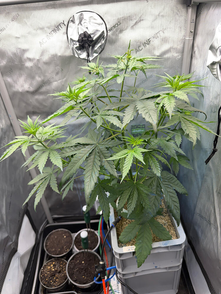 Growreport Bild 3
