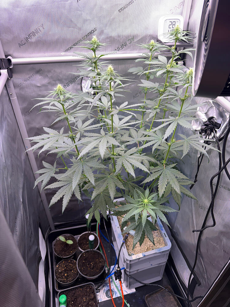 Growreport Bild 10