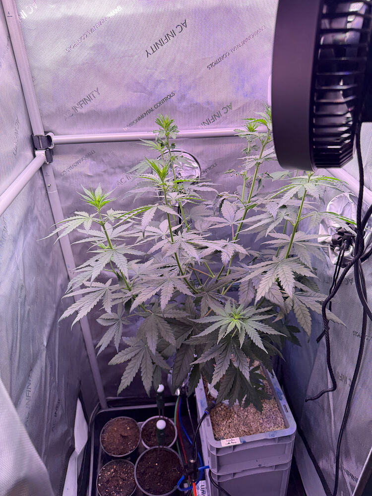 Growreport Bild 2