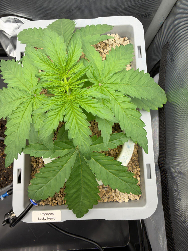 Growreport Bild 6