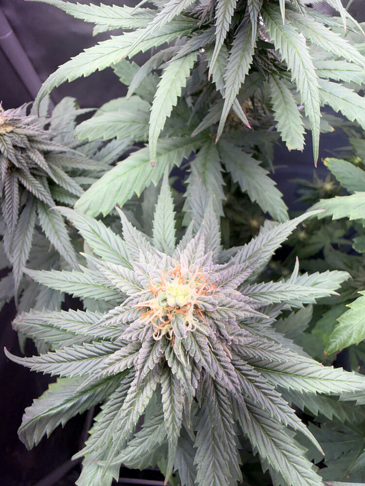 Growreport Bild 3