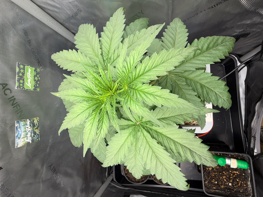 Growreport Bild 4