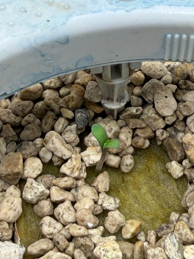 Growreport Bild 4