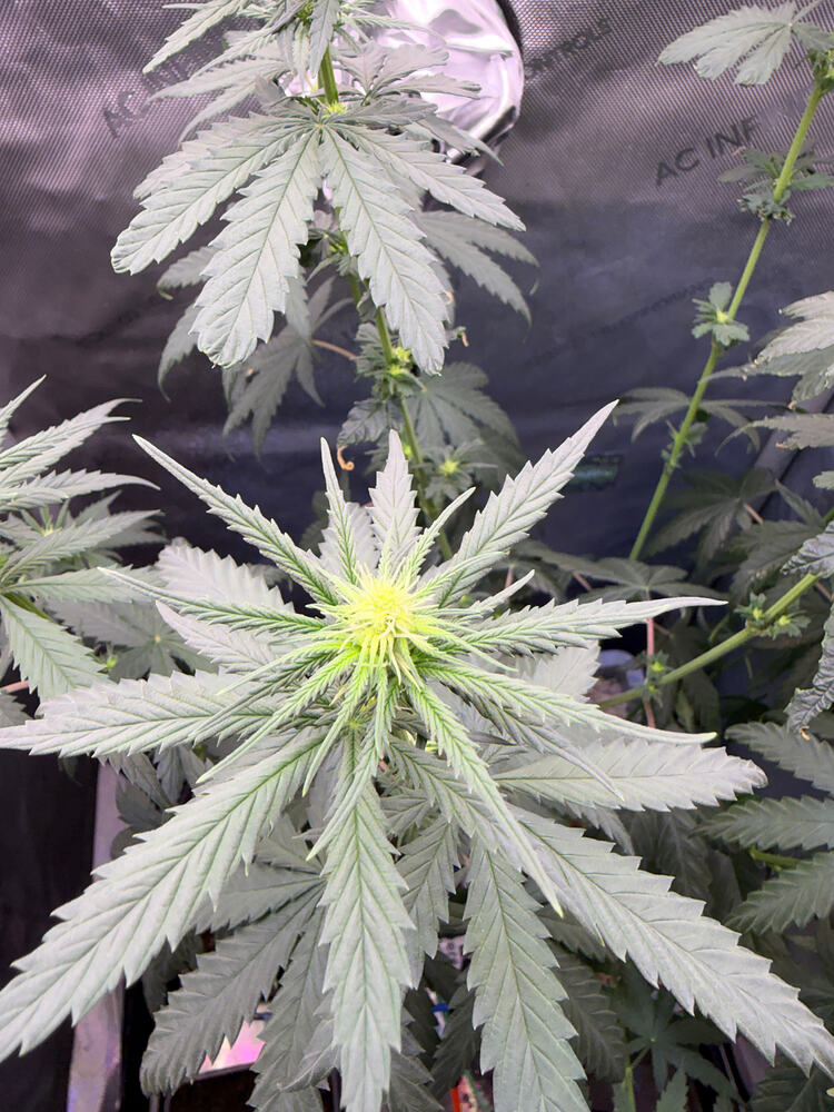 Growreport Bild 1