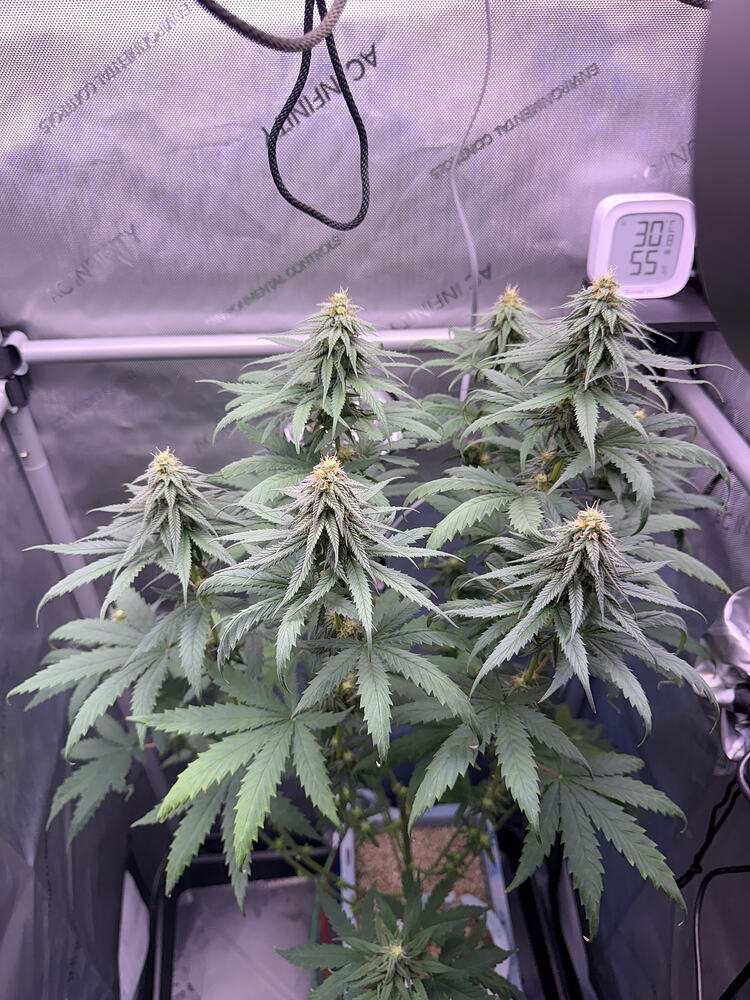 Growreport Bild 4