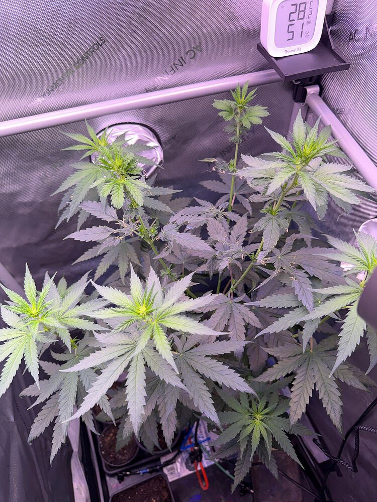 Growreport Bild 1