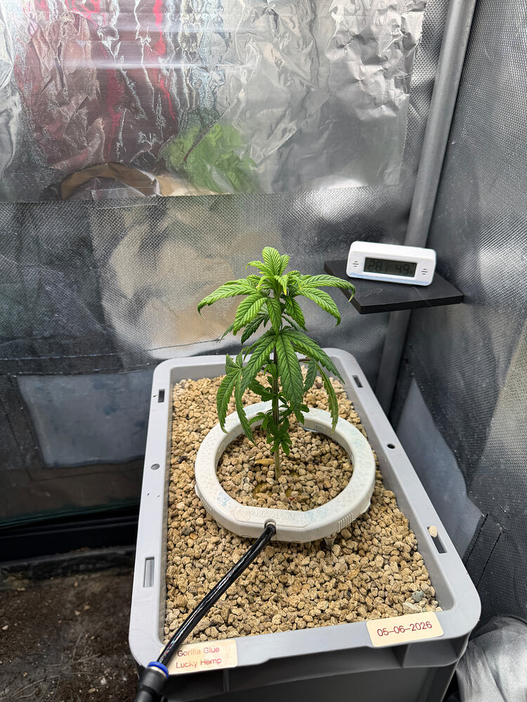Growreport Bild 6