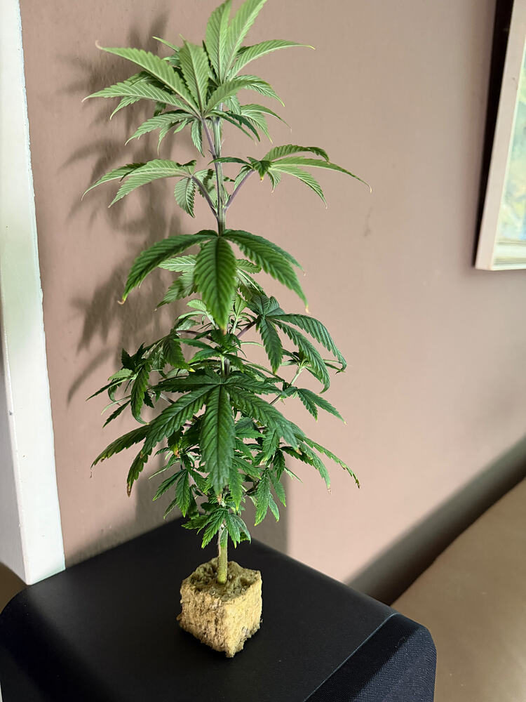Growreport Bild 3