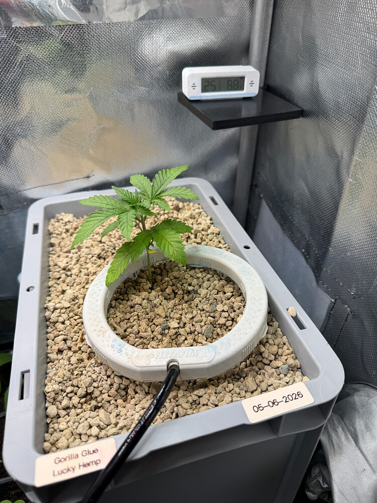 Growreport Bild 5