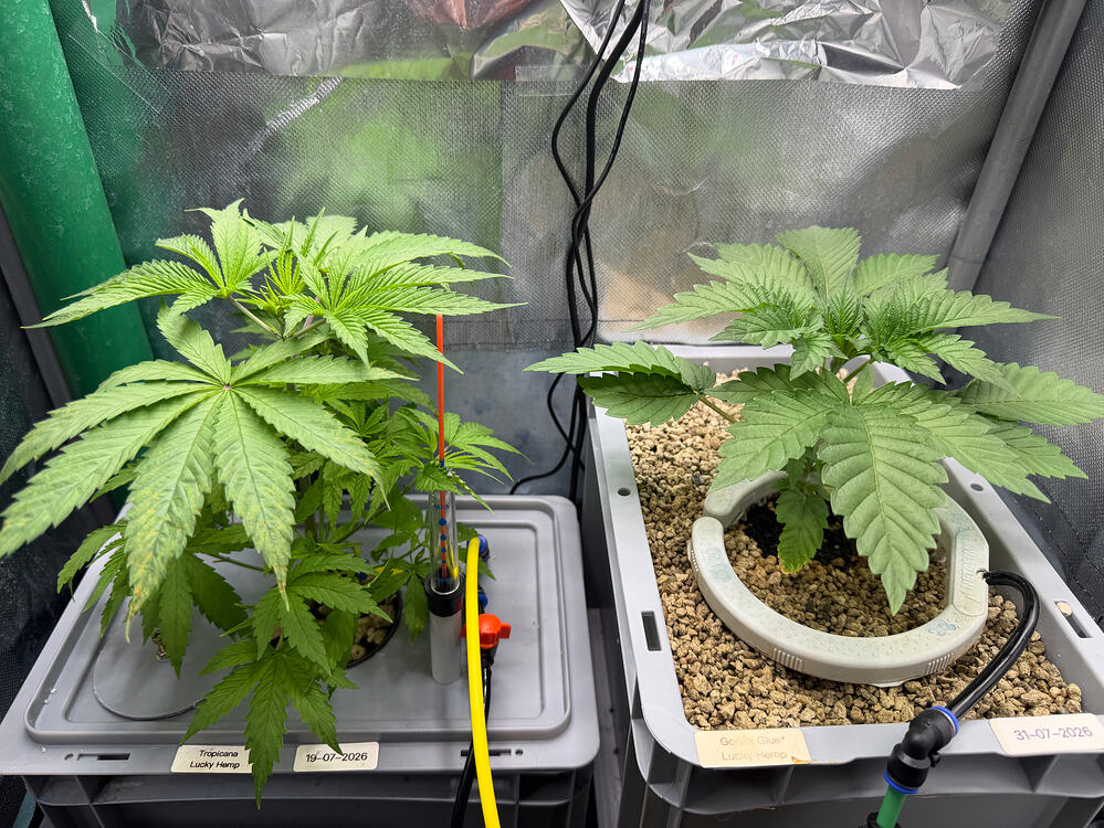 Growreport Bild 17