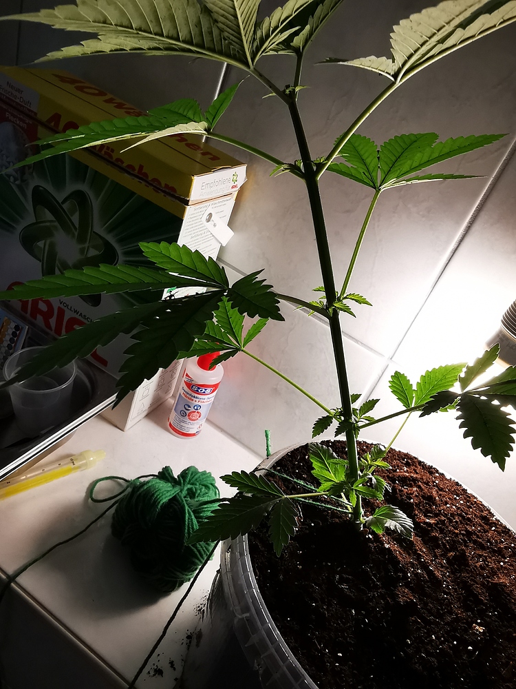 Skunk#1 Produktfoto