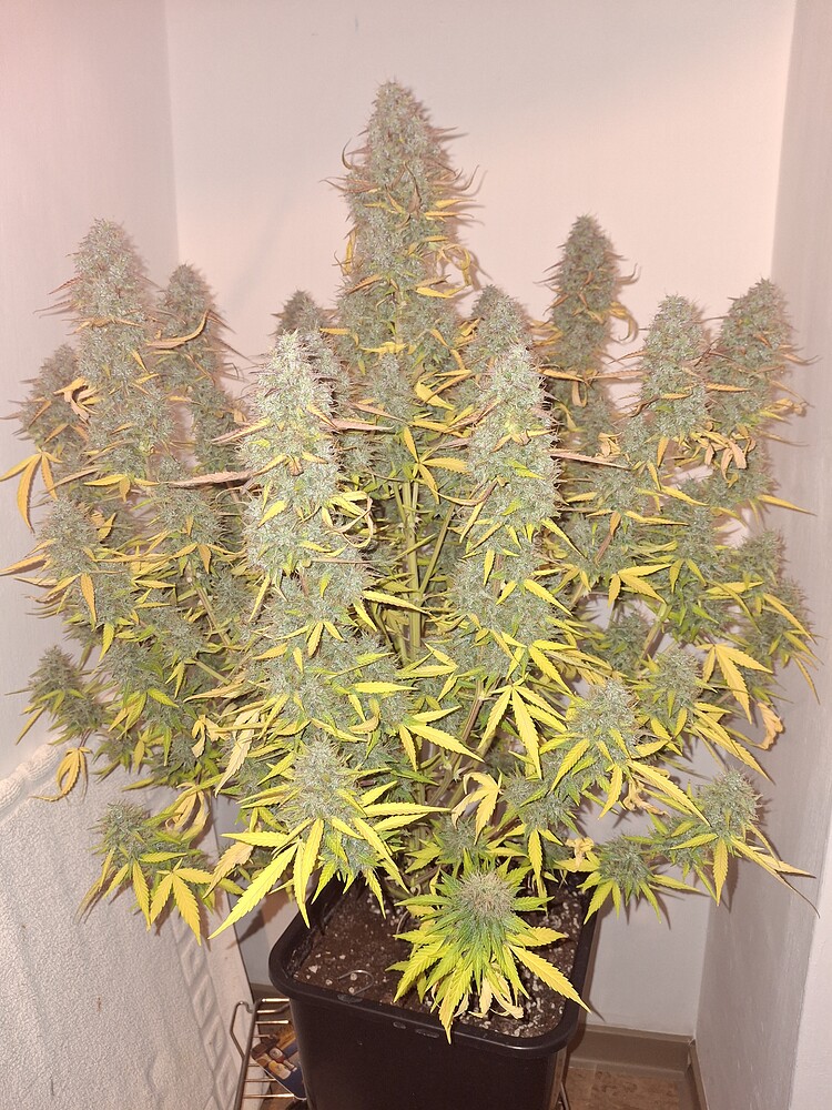 Big Bud automatic [beendet]