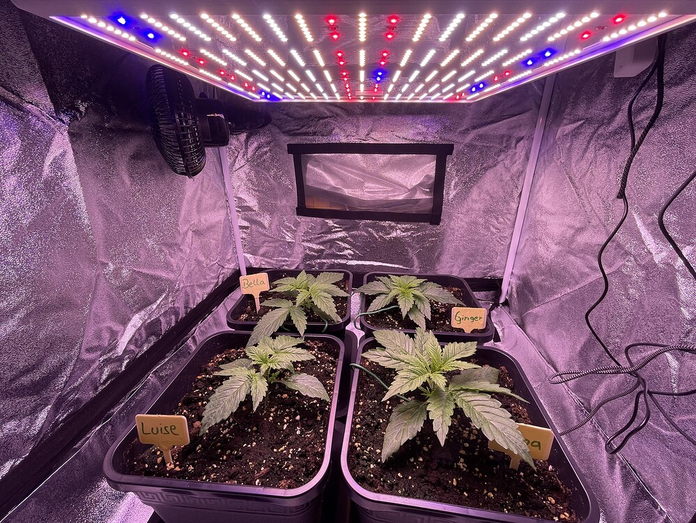 Sticky Orange XXL Auto Produktfoto