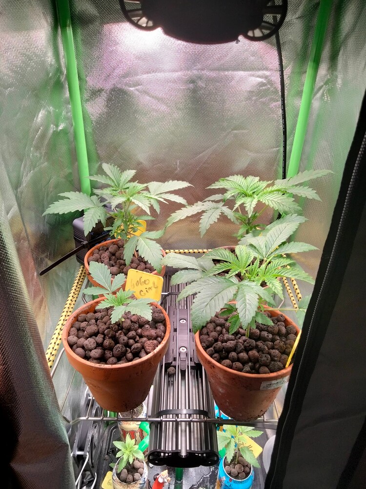 Gorilla Cookies Produktfoto