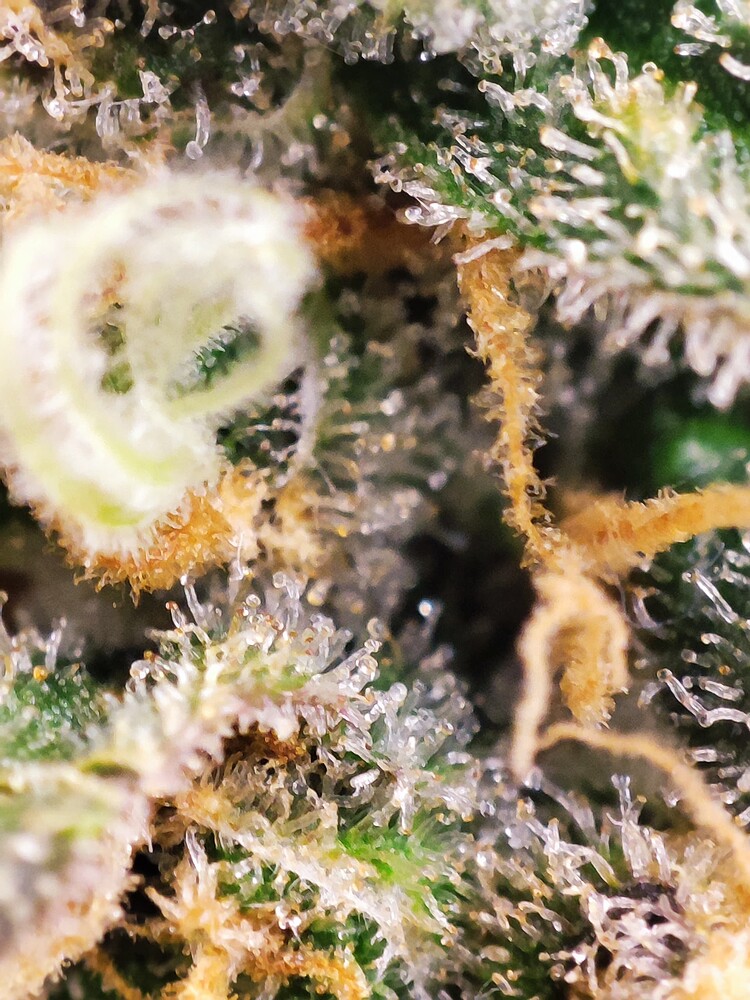 Chimera Cut Feminisiert (Anesia Seeds) Produktfoto
