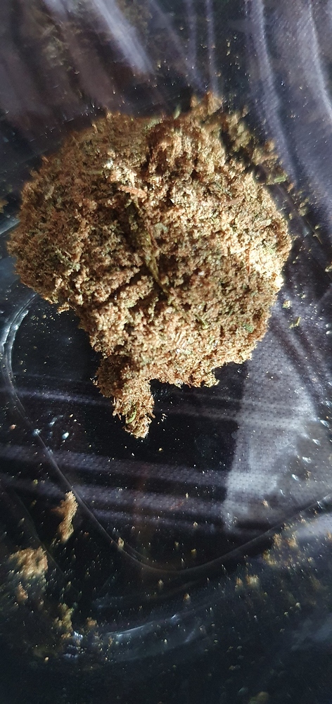 Grow Report Big Bud Auto