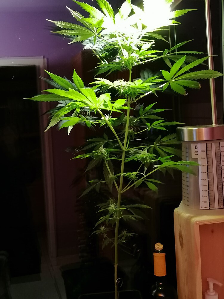 Erster Grow BF Auto Critical Kush