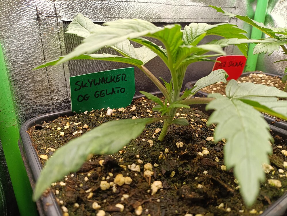 Skywalker OG Gelato Auto (Ganja Farmer) Produktfoto