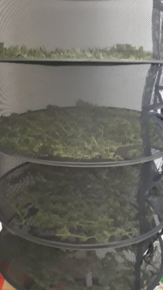 Zweiter Grow 5x K-Train, 1x BigBud