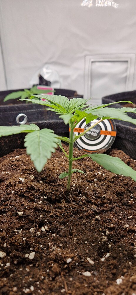 Strawberry Haze Auto (Kannabia) Produktfoto