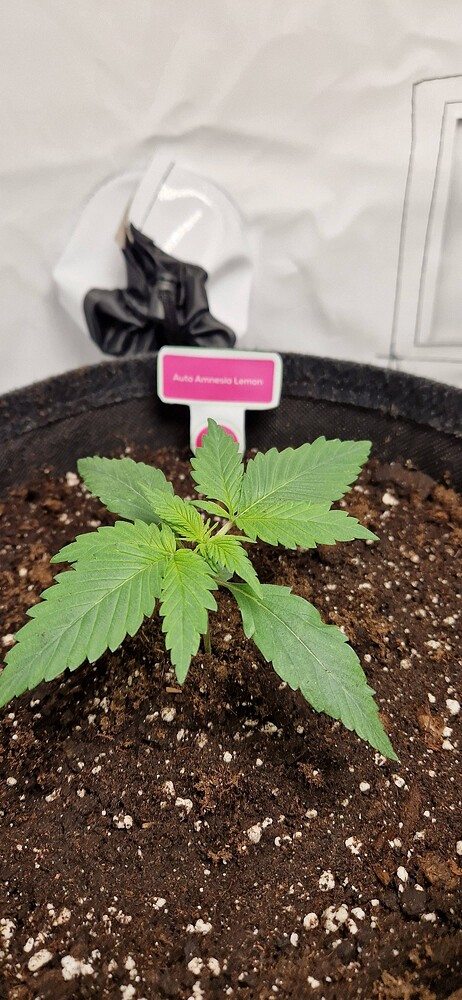 Amnesia Lemon Haze Auto (Linda Seeds) Produktfoto