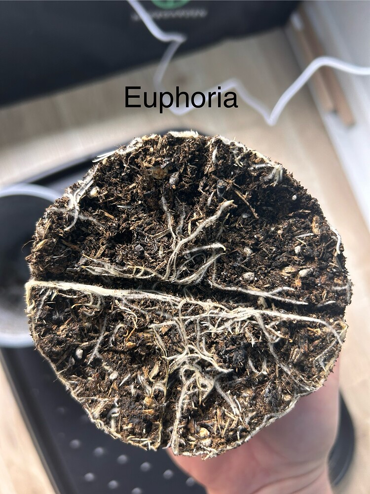 Euphoria Produktfoto