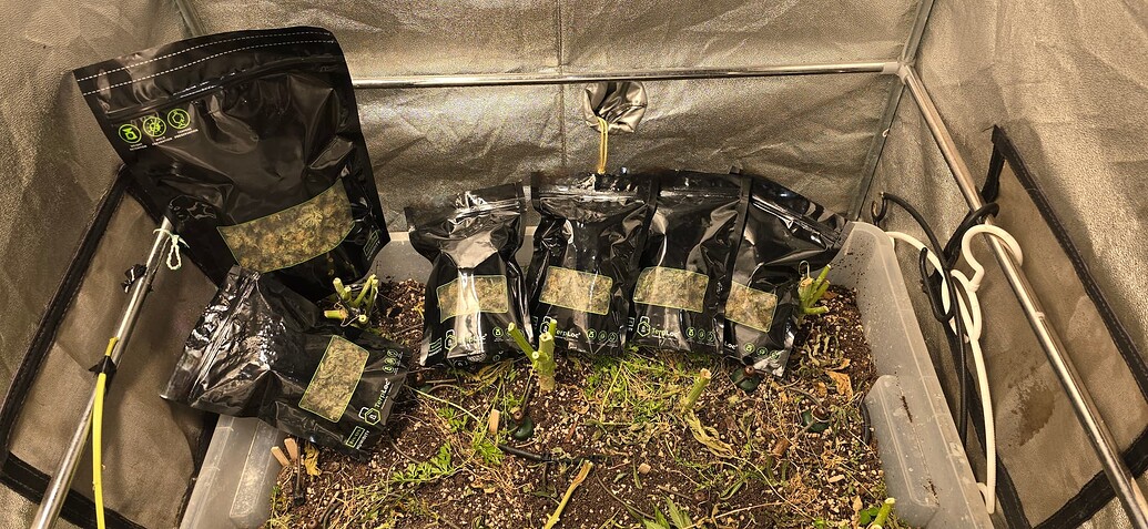 Alpi's Frosty Fields Fun-Grow mit Linda Seeds aus Spanien! --- Hola Linda!