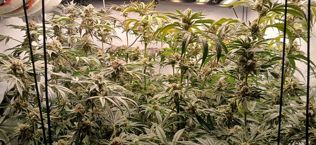 Erster Hydrogrow mit Ebbe Flut Tisch