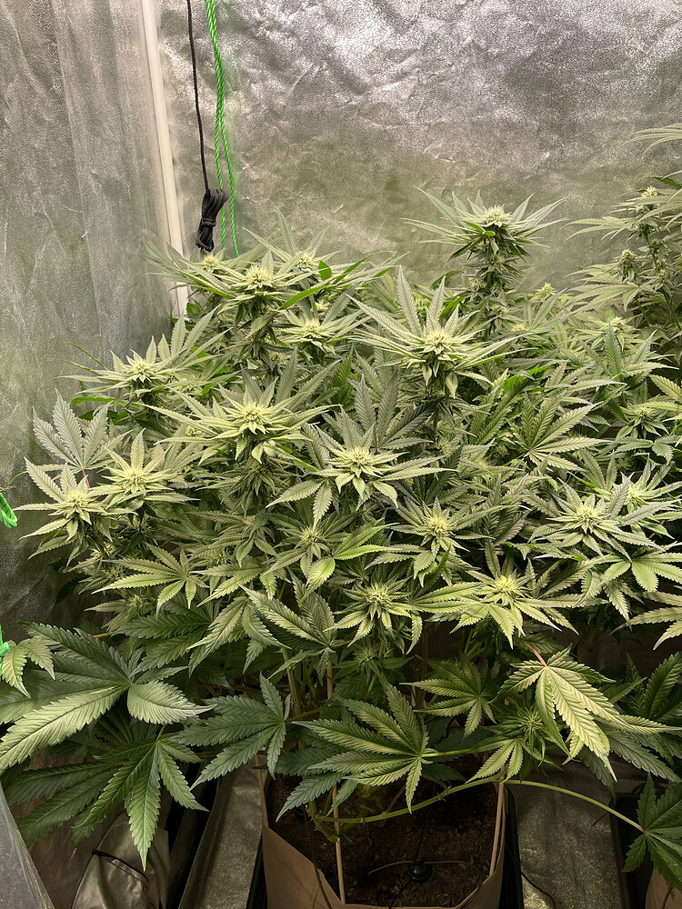 Critical Kush Produktfoto