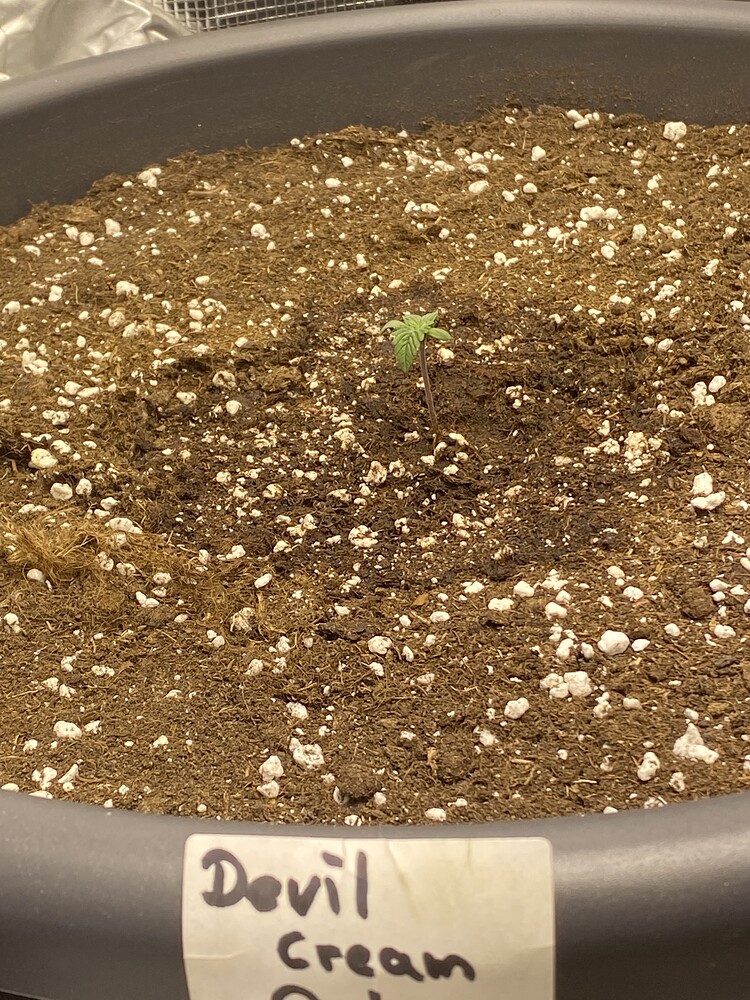 Devil Cream Auto (Sweet Seeds) Produktfoto