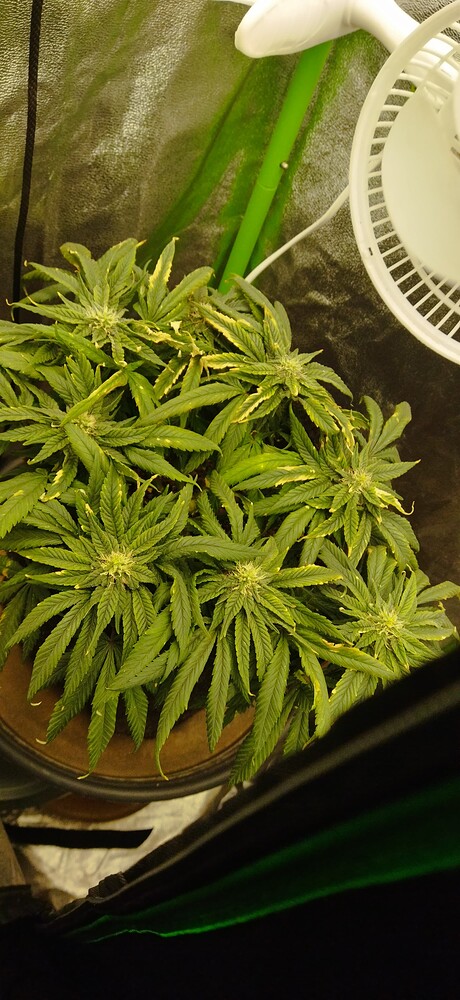 Purple Kush | VT39+ | ☀️ Columbian Jack | VT15+ ☀️ | Apple & Bananas | VT1 [DIY] | Grow-Schrank + Mini Kratky | 13/11 in der Blüte |