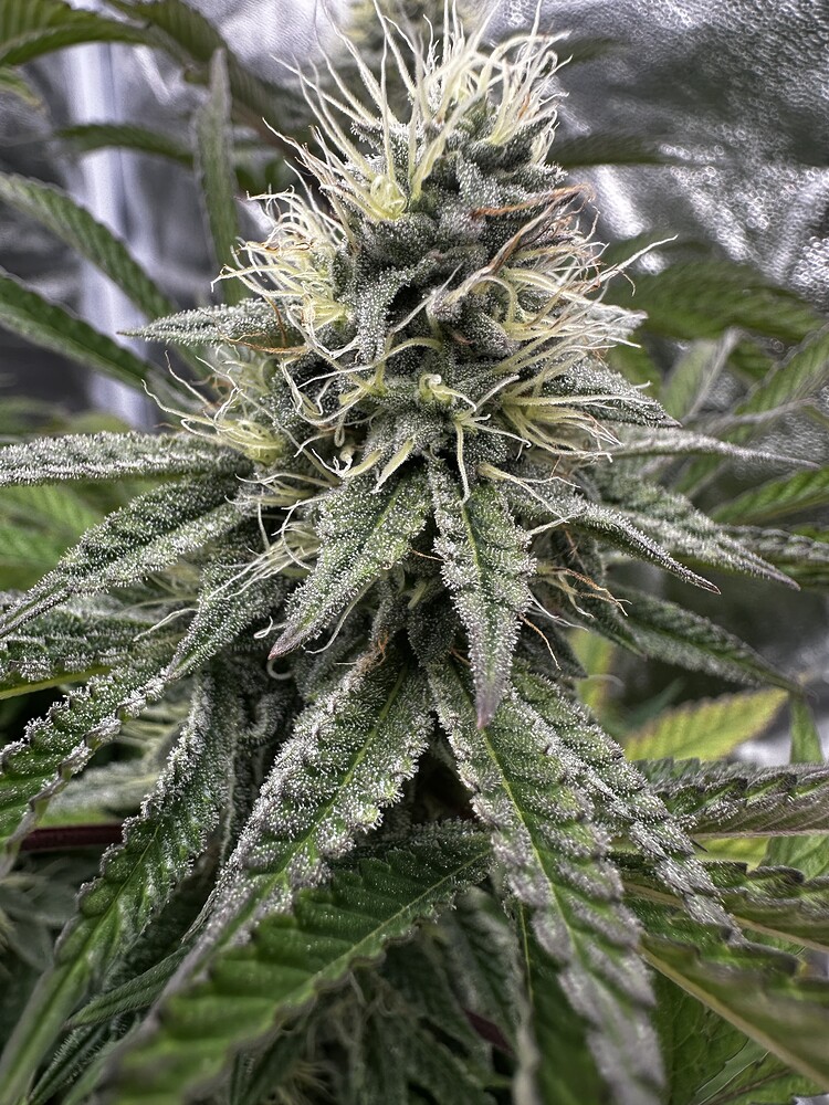 G13 Feminisiert (Barney's Farm) Produktfoto