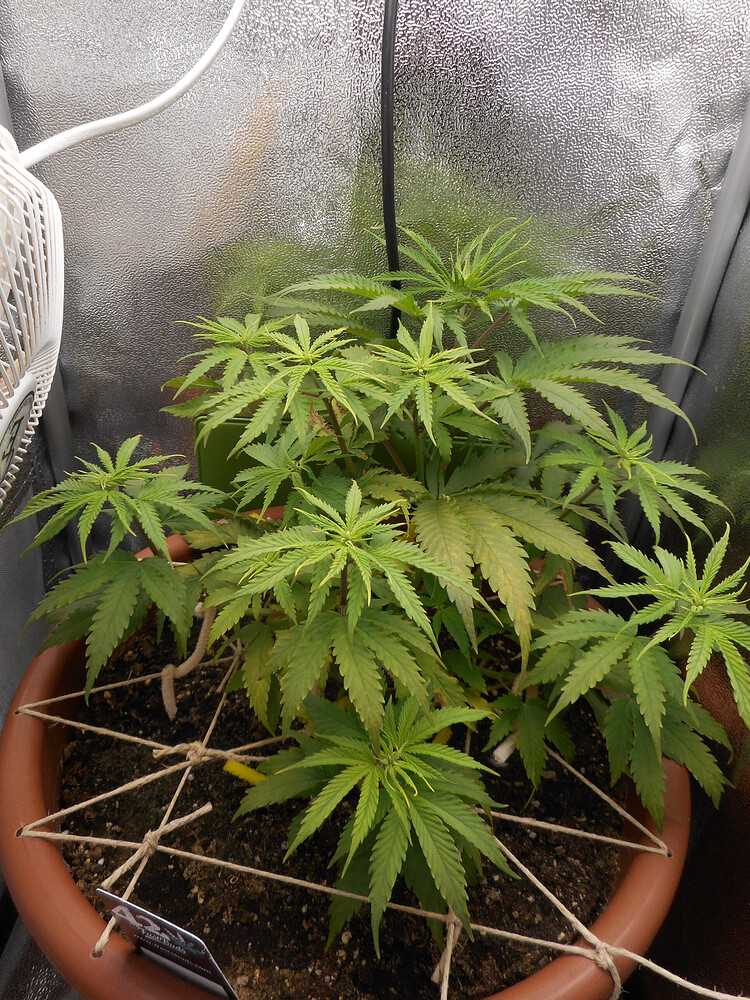 CBD Auto 20:1 Strain Feminisiert (Fast Buds) Produktfoto
