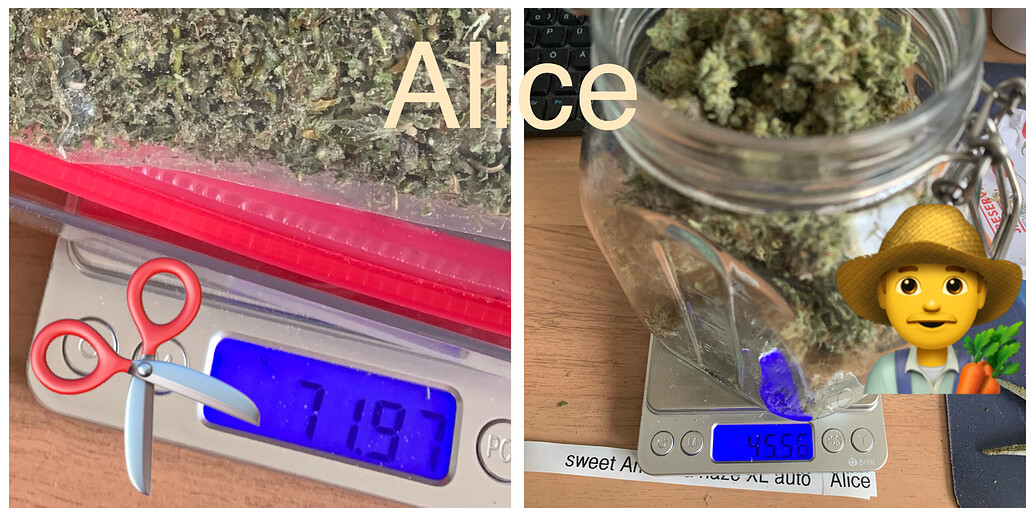 Oma's 2. Grow -> 1x Imperium X Auto + 2x Sweet Amnesia Haze XL Auto