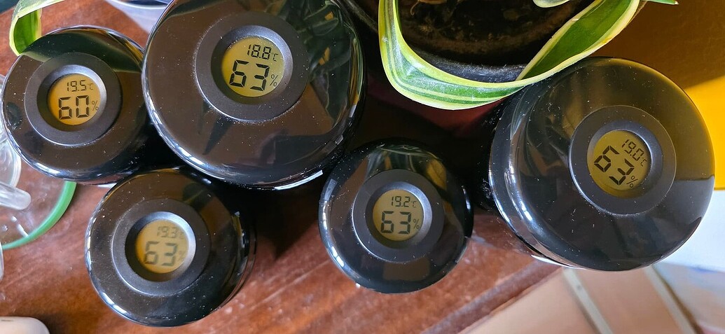 👻 redz0r's ☆ AnesiaSeeds Only Grows ☆ Speichergrow Ernte/Abschluß ☆ Blackberry Moonrocks | Orginal Gorilla IV | Elementz | Honey Fried Banana | Calypso Sunrock 👻