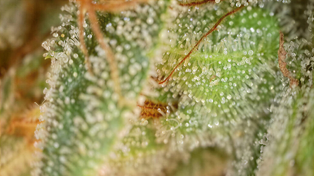 Jack Herer® - Meine erste PhotoPeriod (Steckling)