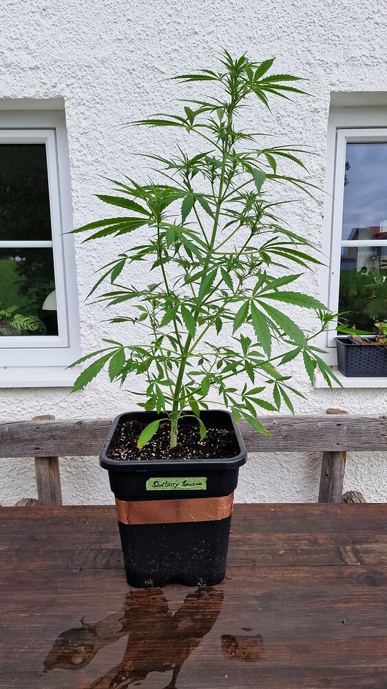 Blueberry Banana Produktfoto