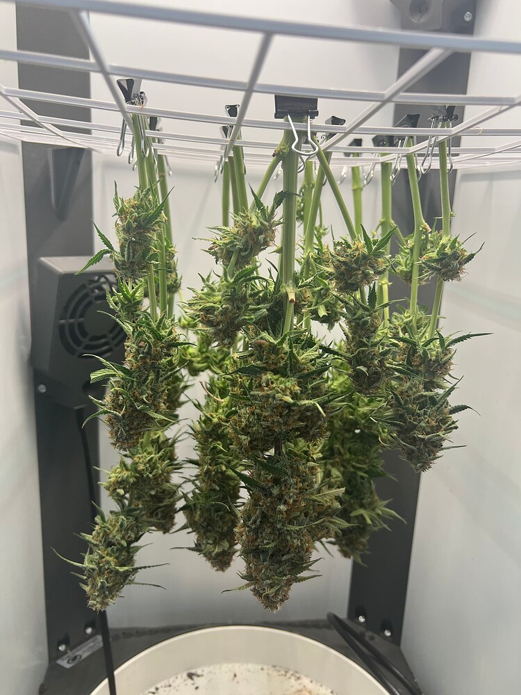 Erster Grow in der Danf-Box als farbenblinder Hanfbauer