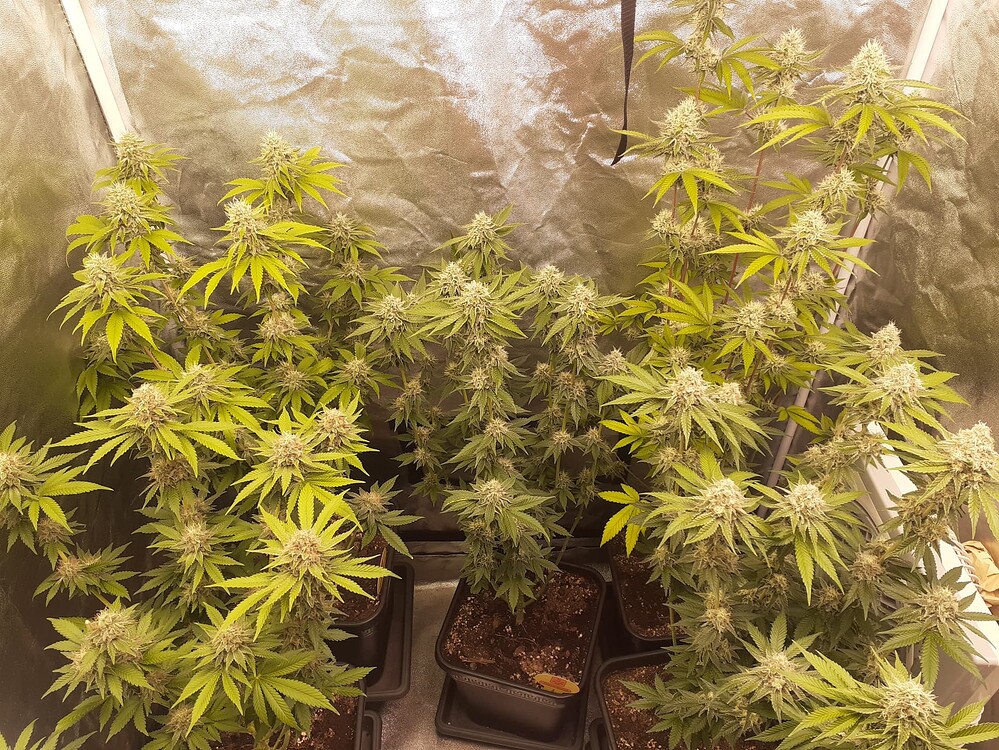 2ter Indoor Grow, Erster Report Herzlich Willkommen