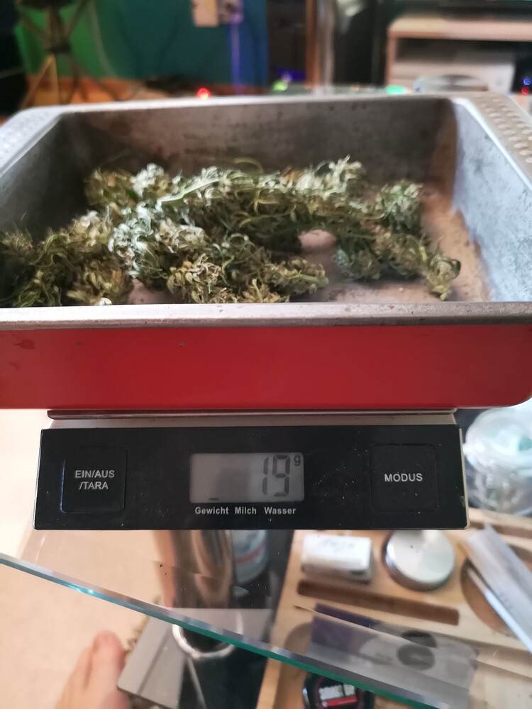Urlaub auf Balkonien [1x Mimosa Auto, 1x Sherbet Queen Auto]