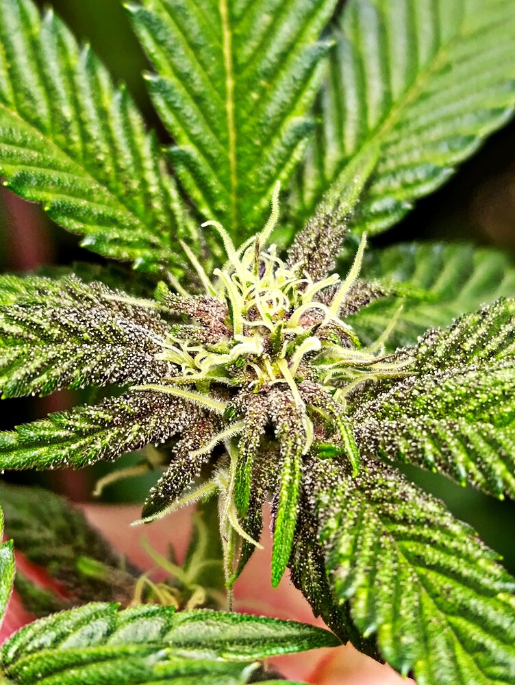 Super Buff Cherry #26 Produktfoto